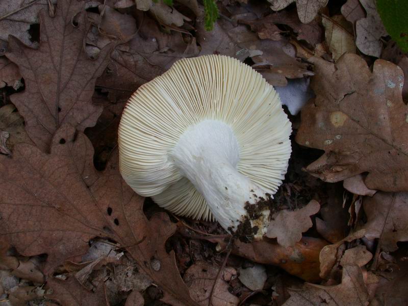 Russule per gli amici....